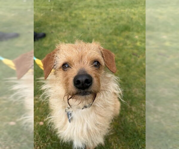 Medium Photo #3 Chihuahua-Unknown Mix Puppy For Sale in Bellevue, WA, USA