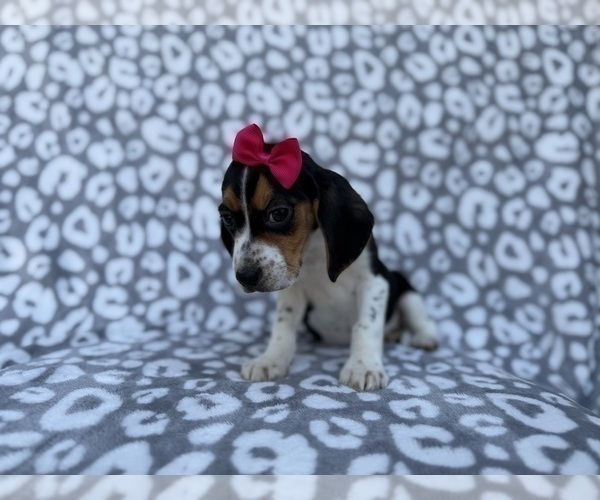 Medium Photo #8 Beagle Puppy For Sale in LAKELAND, FL, USA