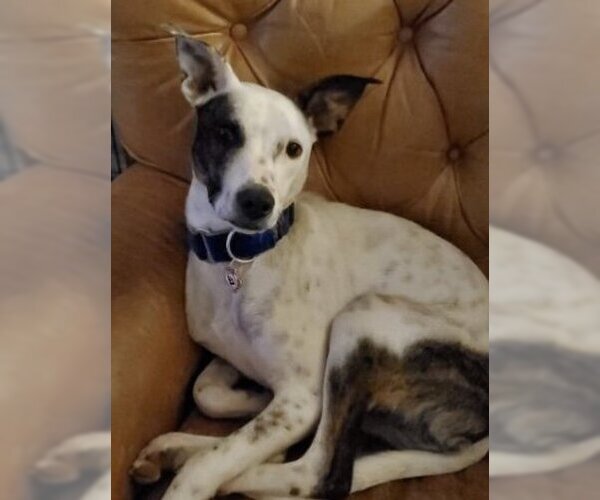 Medium Photo #3 Jack Russell Terrier-Unknown Mix Puppy For Sale in Holly Springs, NC, USA
