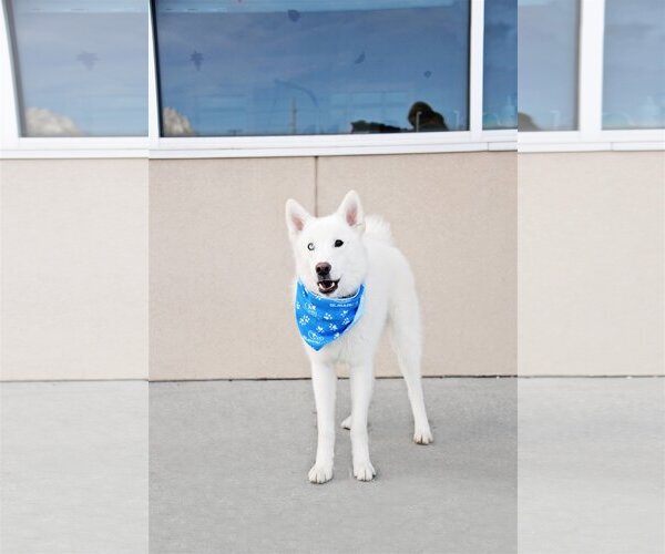 Medium Photo #14 Huskies -Unknown Mix Puppy For Sale in Sandy, UT, USA