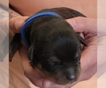 Small Photo #7 Rottweiler Puppy For Sale in GRESHAM, OR, USA