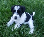 Puppy Captain Crunch Schnauzer (Miniature)