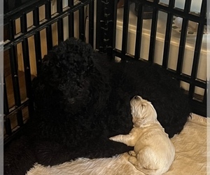 Mother of the Goldendoodle puppies born on 06/06/2022