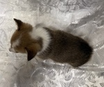 Small #3 Pembroke Welsh Corgi