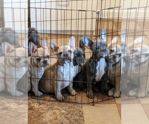 French Bulldog Puppy for sale in KEIZER, OR, USA