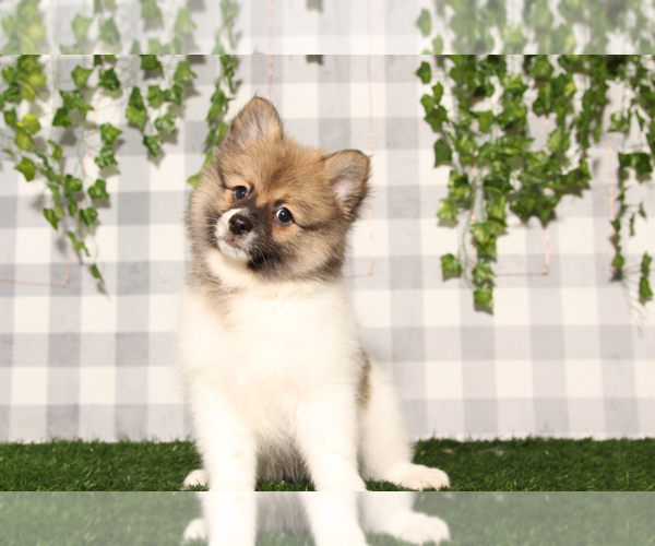 Medium Photo #1 Pomeranian Puppy For Sale in MARIETTA, GA, USA