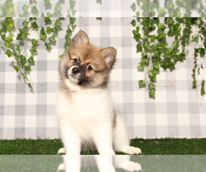 Pomeranian Puppy for sale in MARIETTA, GA, USA