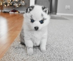 Small #2 Pomsky