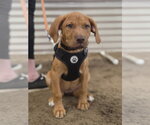 Small #4 Doberman Pinscher-Labrador Retriever Mix