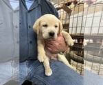 Puppy Green Labrador Retriever