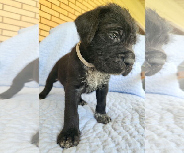 Medium Photo #1 German Shorthaired Pointer-Unknown Mix Puppy For Sale in MIDWAY, UT, USA