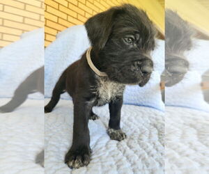 German Shorthaired Pointer-Unknown Mix Dogs for adoption in MIDWAY, UT, USA