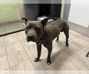 American Staffordshire Terrier-Unknown Mix Dogs for adoption in Grand Prairie, TX, USA