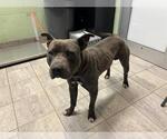 Small American Staffordshire Terrier Mix