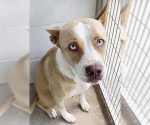 Labrador Retriever-Unknown Mix Dogs for adoption in Houston, TX, USA
