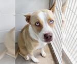 Small Labrador Retriever Mix