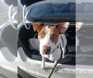 Gucci - Female Labrador Retriever-Unknown Mix Dog for Adoption - Photo #3