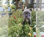 Small #2 Faux Frenchbo Bulldog