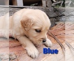 Small Photo #33 Golden Retriever Puppy For Sale in CHINO HILLS, CA, USA