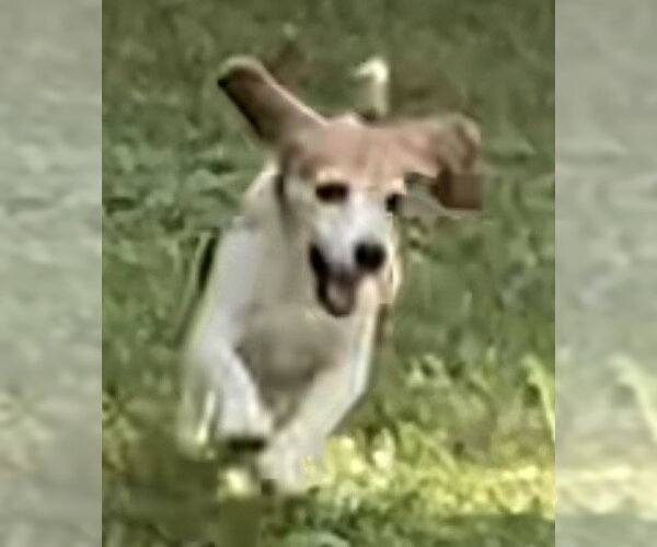 Medium Photo #5 Beagle Puppy For Sale in Rootstown, OH, USA