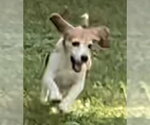 Small #4 Beagle