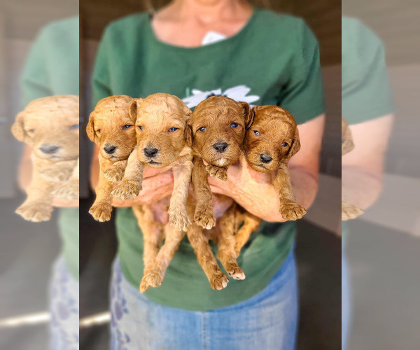 Medium Photo #3 Poodle (Standard) Puppy For Sale in WAGENER, SC, USA