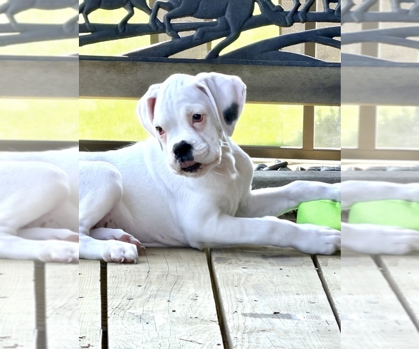 Medium Photo #2 Boxer Puppy For Sale in GENESEE, PA, USA