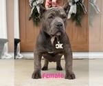 Puppy Lt Pink American Bully