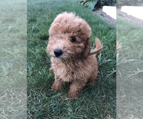 Medium Photo #10 Labradoodle-Poodle (Miniature) Mix Puppy For Sale in BOWLING GREEN, KY, USA
