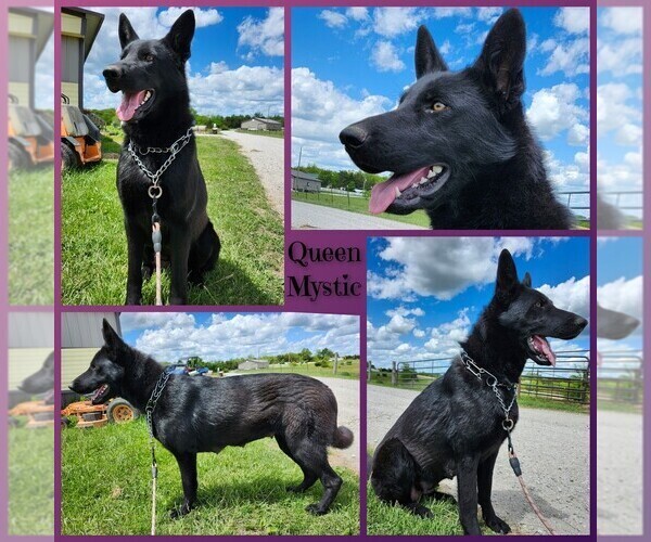 Medium Photo #1 German Shepherd Dog Puppy For Sale in BROOKFIELD, MO, USA