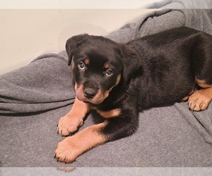 Rottweiler Puppy for sale in INGLESIDE, TX, USA