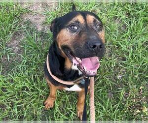 Rottweiler-Unknown Mix Dogs for adoption in Tavares, FL, USA