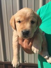 Labrador Retriever Puppy for sale in RUSSELL, MN, USA