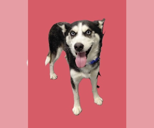 Medium Photo #2 Siberian Husky-Unknown Mix Puppy For Sale in South Bend, IN, USA