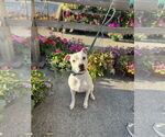 Small #1 Bullboxer Pit
