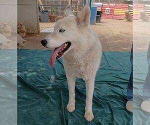 Daddio - Male Siberian Husky-Unknown Mix Dog for Adoption - Photo #5
