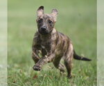 Small #4 Plott Hound Mix