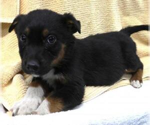 Mutt Dogs for adoption in Thief River Falls, MN, USA