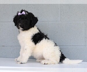 Newfypoo Puppy for sale in FREDERICKSBG, OH, USA