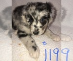 Small Photo #4 Australian Shepherd Puppy For Sale in SUNNYVALE, CA, USA