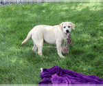Small #3 Labrador Retriever