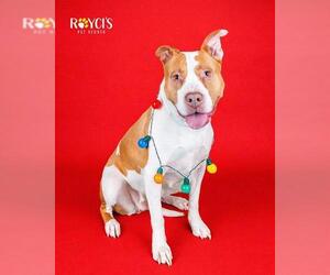 Mutt Dogs for adoption in West Valley, UT, USA