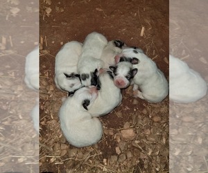 Medium Great Pyrenees