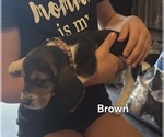 Small #2 Basset Hound