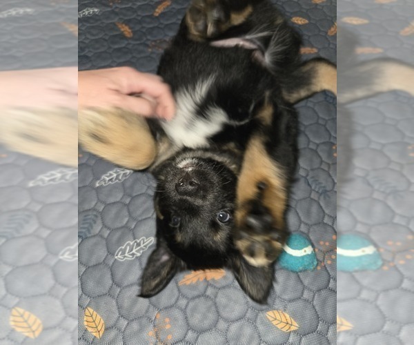 Medium Photo #6 Australian Shepherd-Miniature Australian Shepherd Mix Puppy For Sale in MODESTO, CA, USA