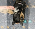 Small Photo #6 Australian Shepherd-Miniature Australian Shepherd Mix Puppy For Sale in MODESTO, CA, USA
