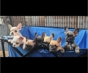 French Bulldog Puppy for sale in ROLLING PRAIRIE, IN, USA