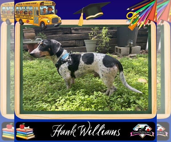 Medium Photo #2 Dachshund Puppy For Sale in San Antonio, TX, USA