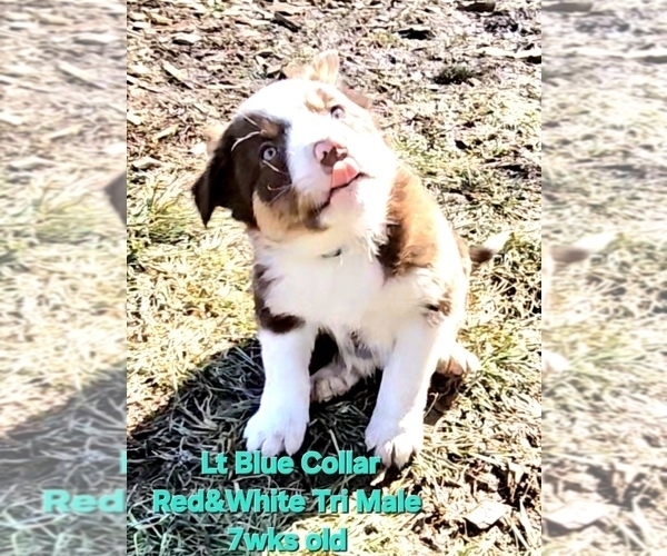 Medium Photo #4 Border Collie Puppy For Sale in BYBEE, TN, USA