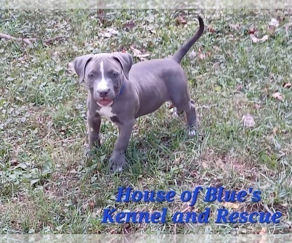 Medium Photo #5 American Pit Bull Terrier Puppy For Sale in DELAWARE, OH, USA